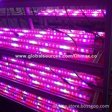 IP65 Hydroponic LED Grow Lights, Best for Commercial Growing Lettuce, Cabbage, Leafy Vegetables